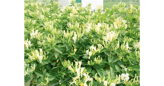 金銀花烘干機怎么使用才能烘干出上好的金銀花呢？
